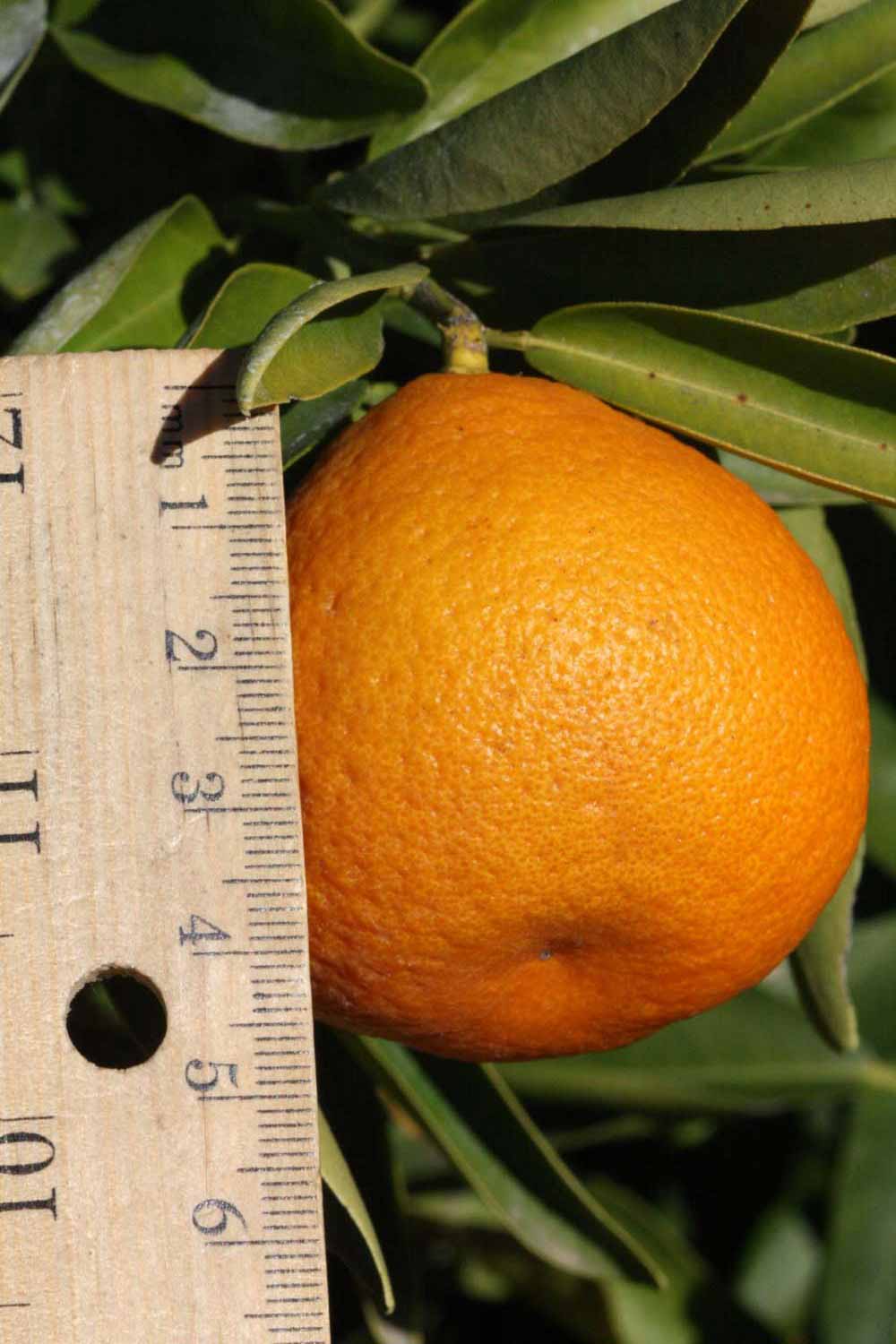              Fruit (Riverside, CA)       